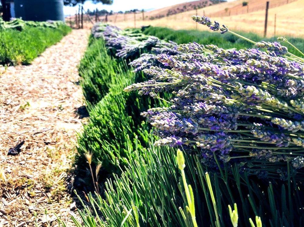 Discover the Scented Beauty of Lavender: Farm Tours and Workshops