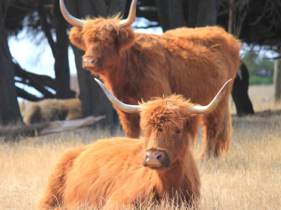 Explore Churchill Island: A Site of Historical Farming and Conservation