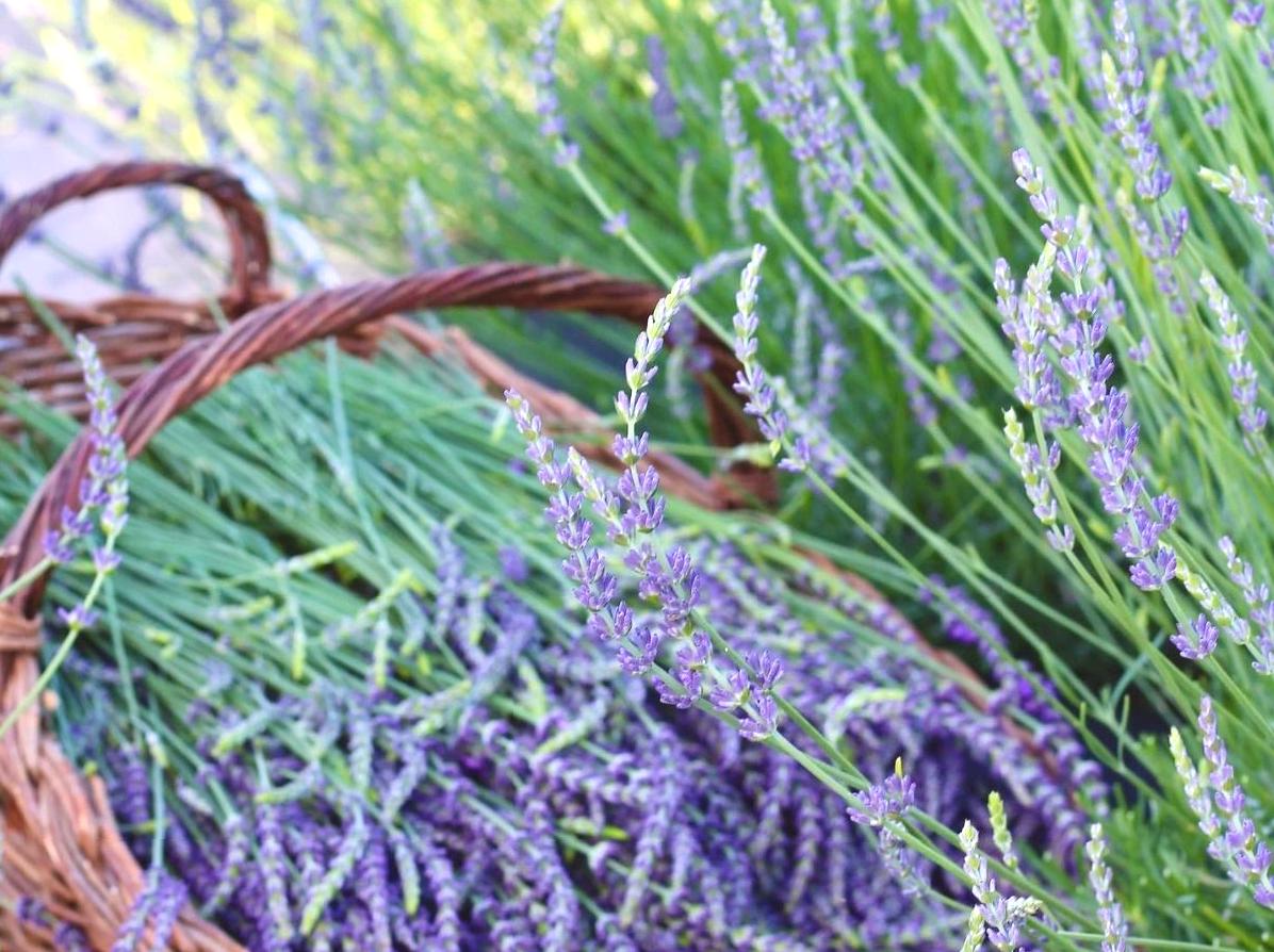 Experience Lavender Farming: Guided Tours and Workshops