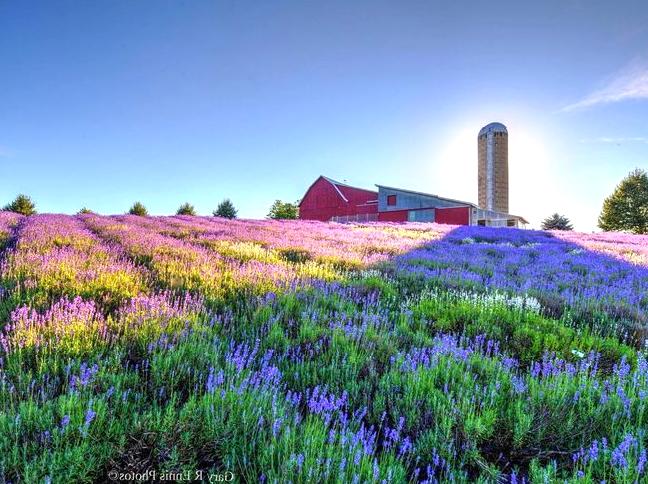 Visit a Local Lavender Farm: Immerse in Tours and Workshops