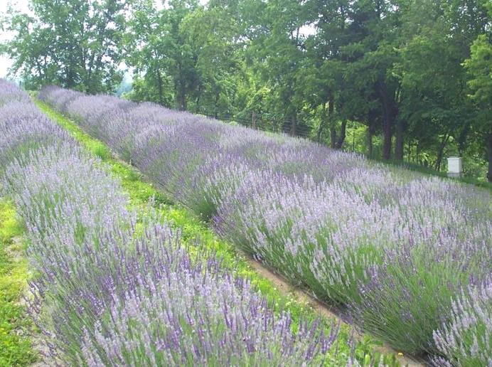 Engage in Lavender Tours and Workshops at a Nearby Farm