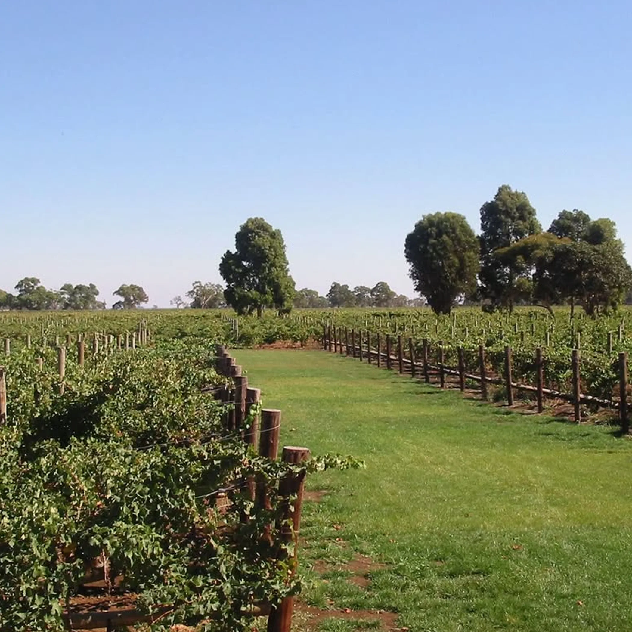 grapevines in an australian vineyard