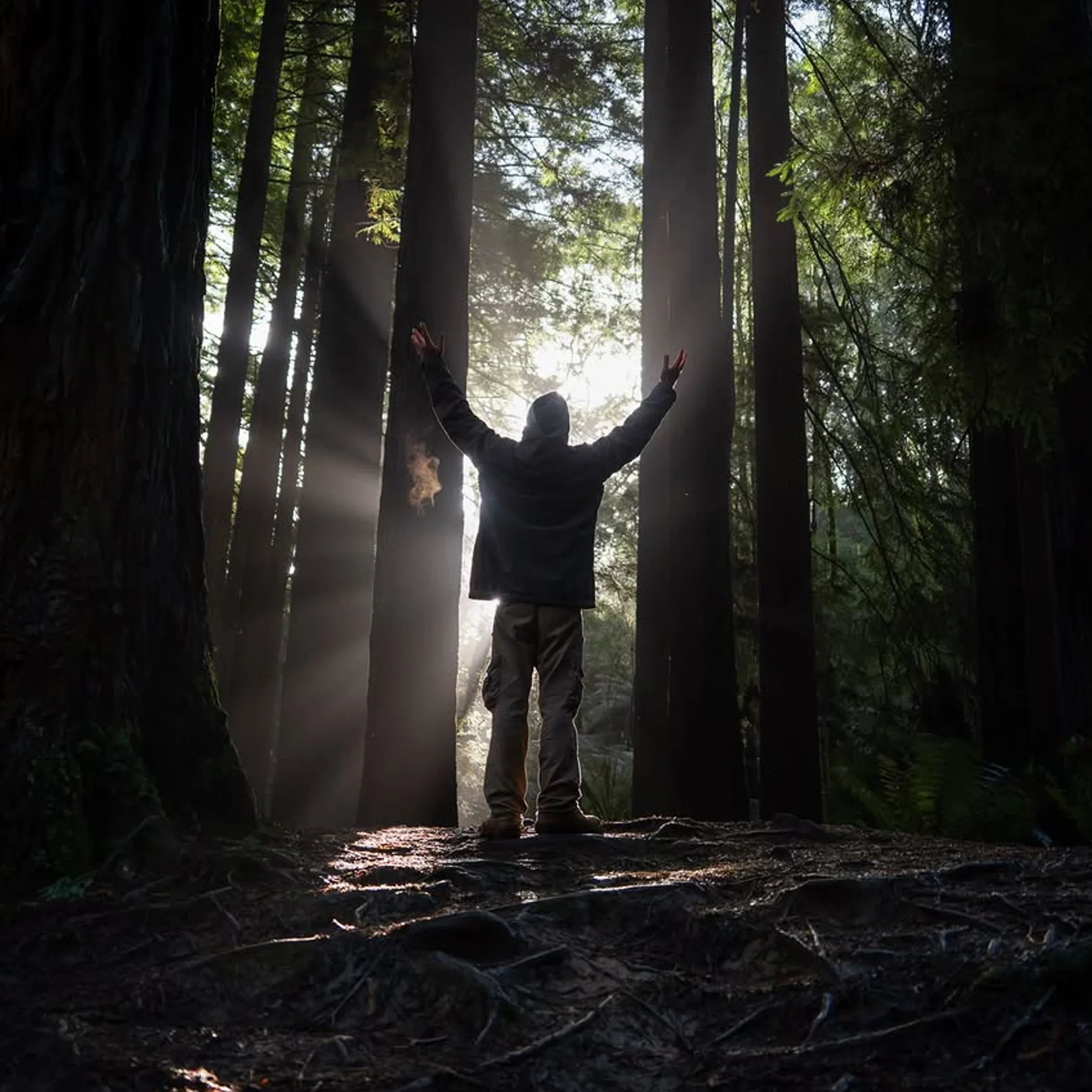 victoria's californian redwood forest