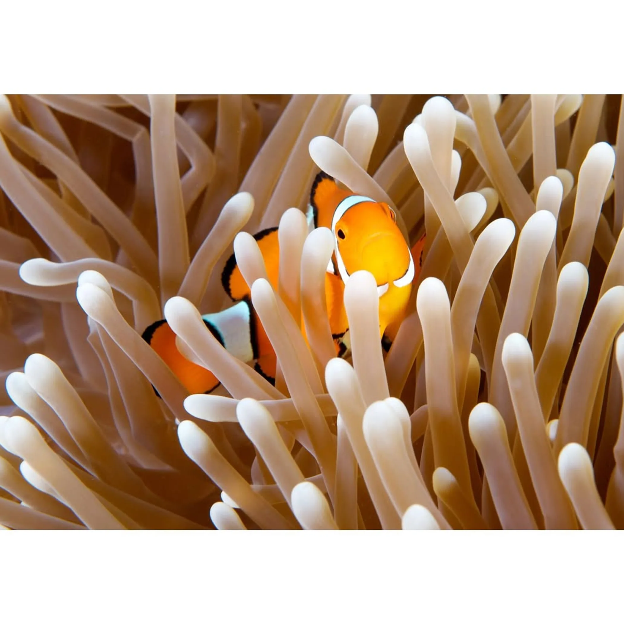 great barrier reef marine life