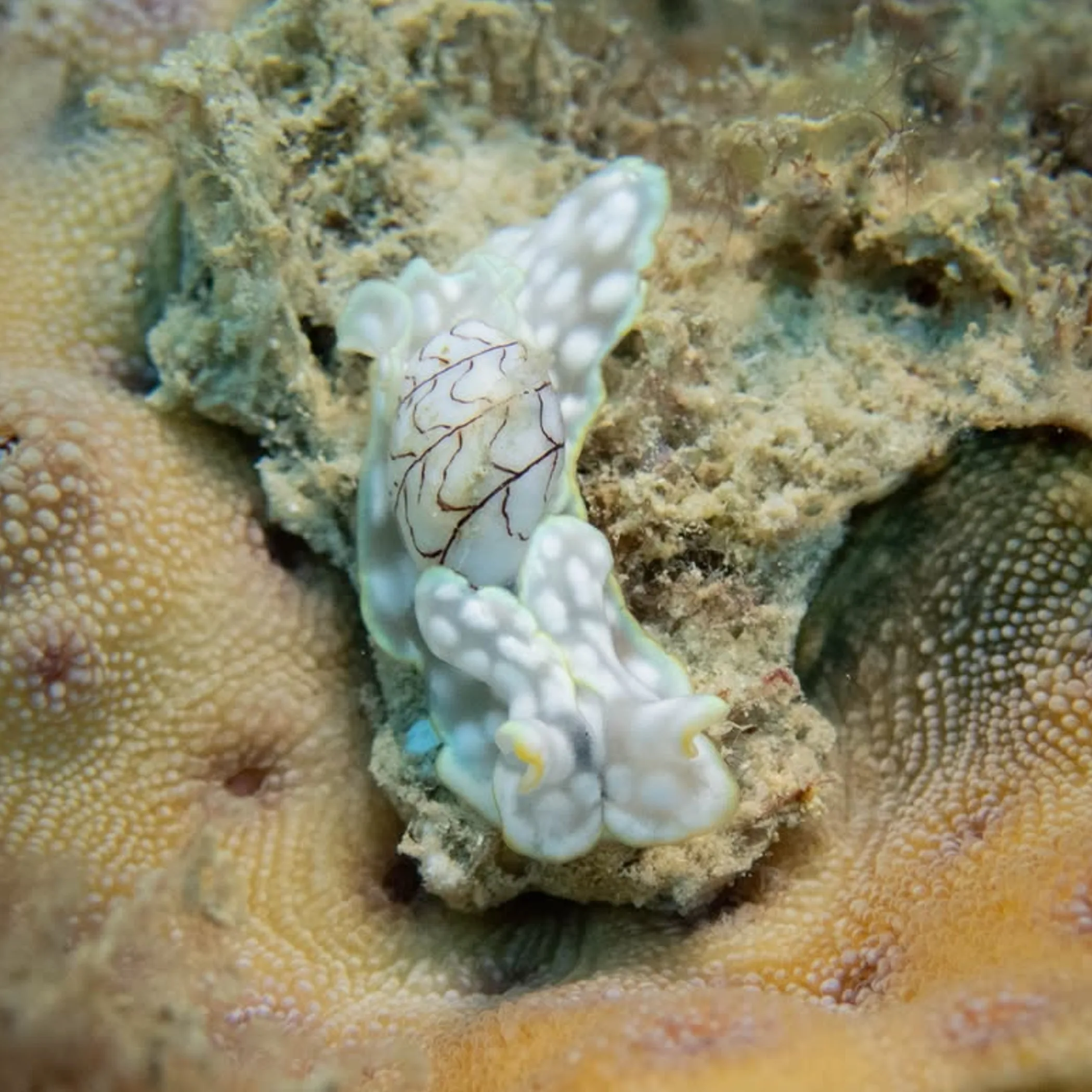 bubble snail on coral