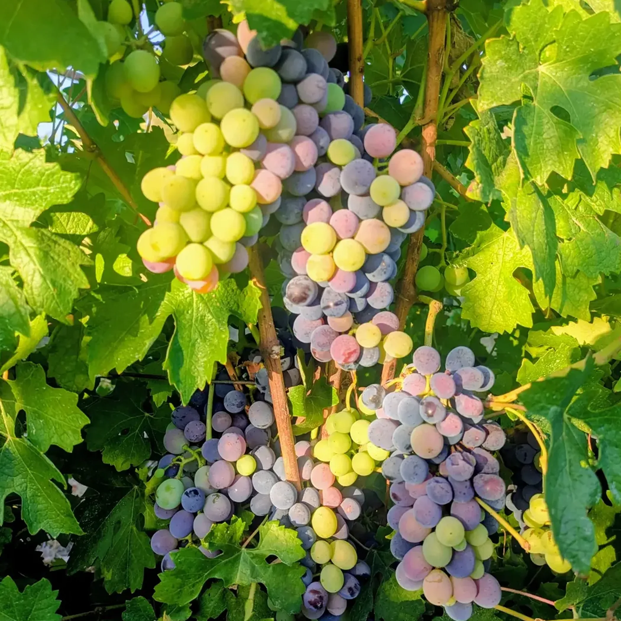 ripening grape clusters