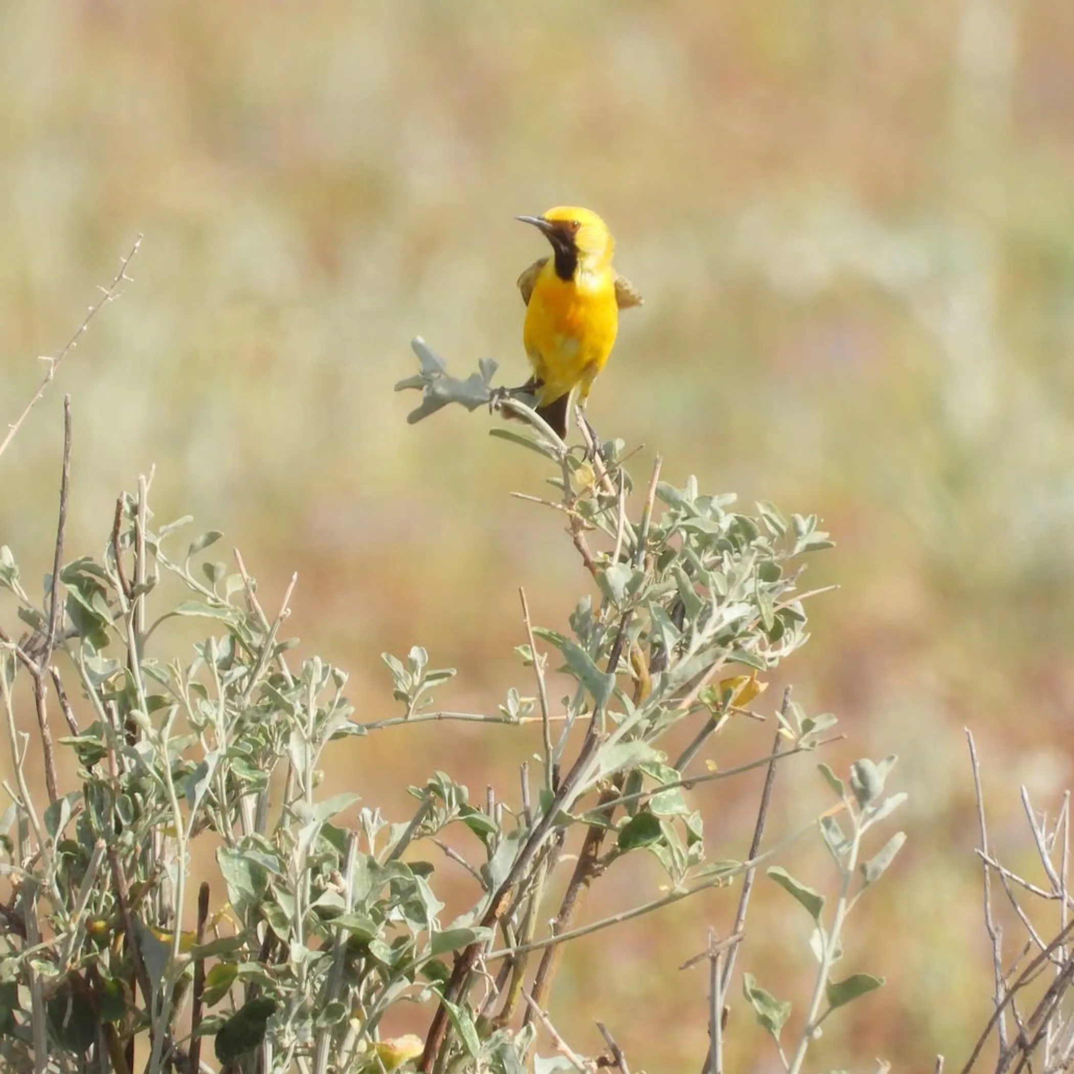 australian outback desert wildlife