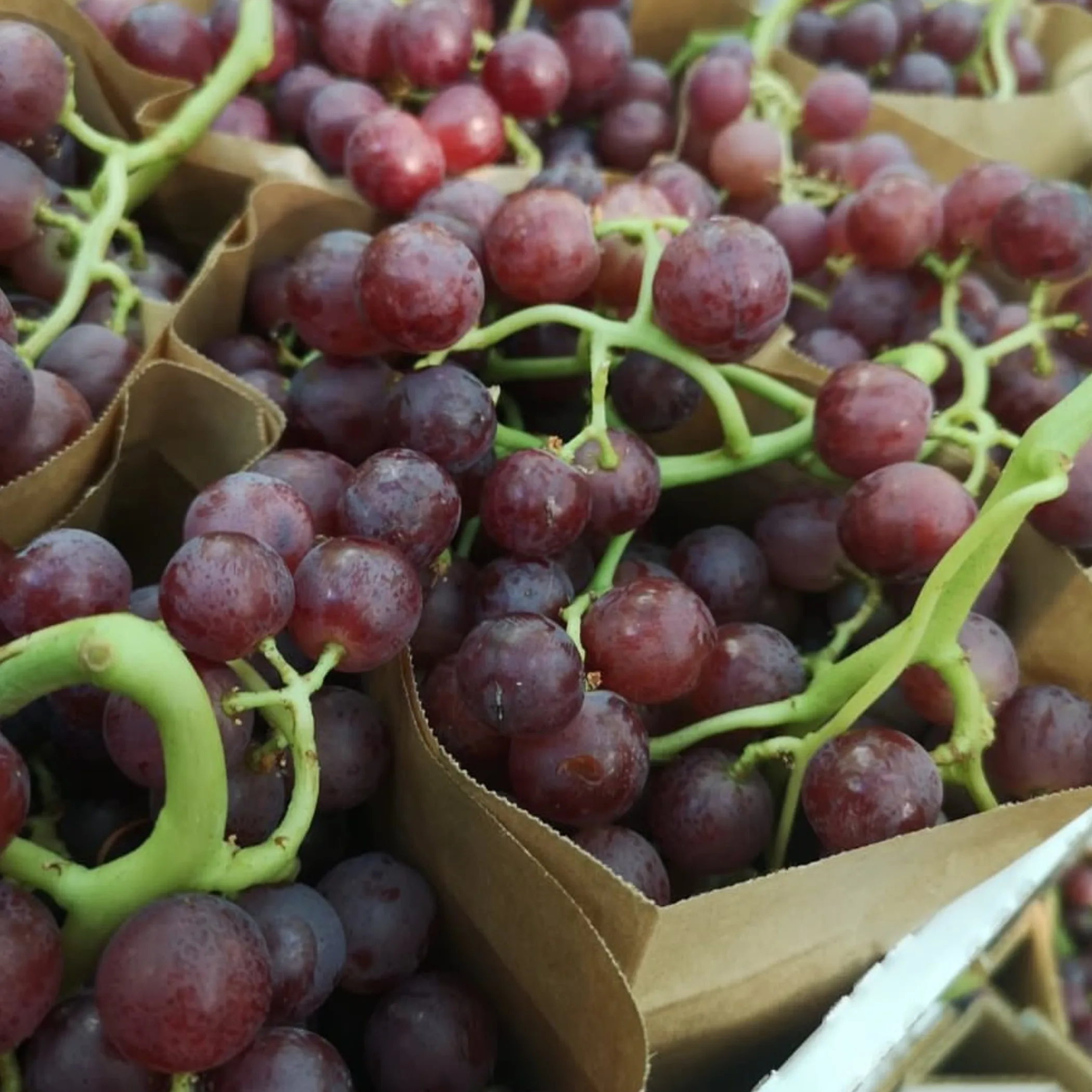 well-lit grape photograph