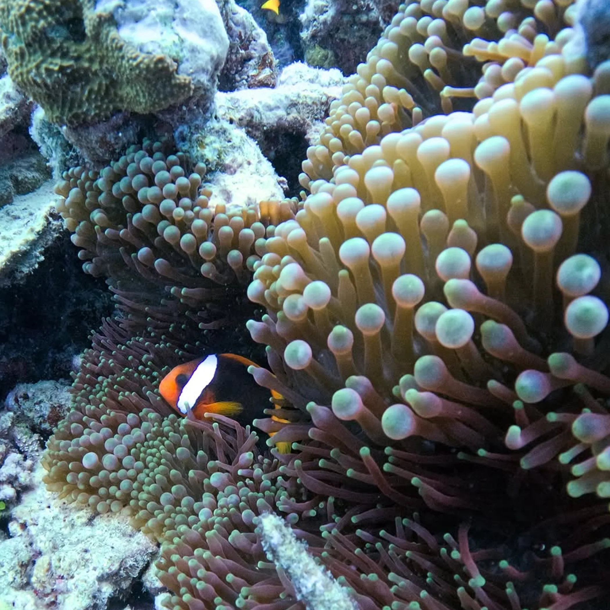 great barrier reef marine life