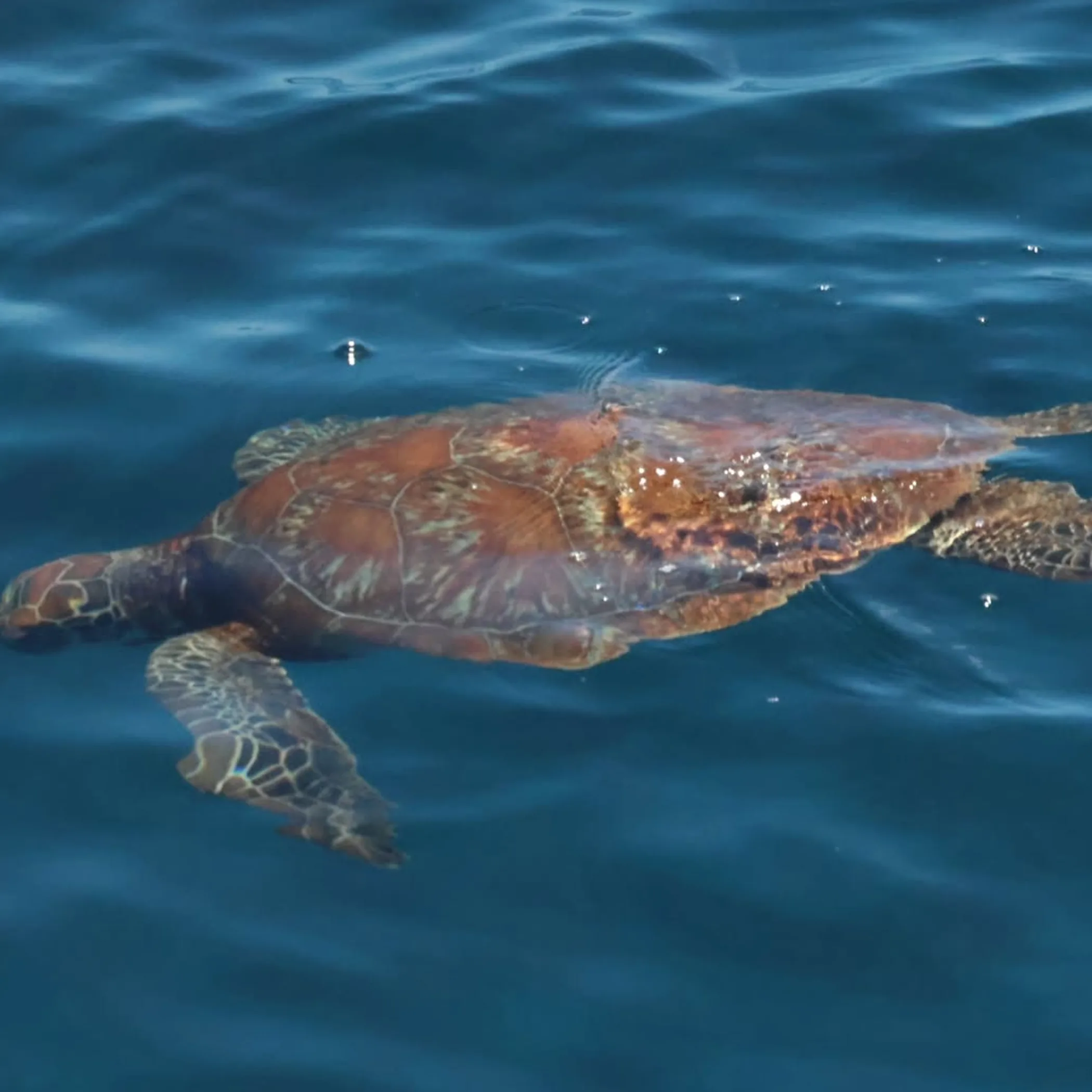 green turtle in clear reef waters
