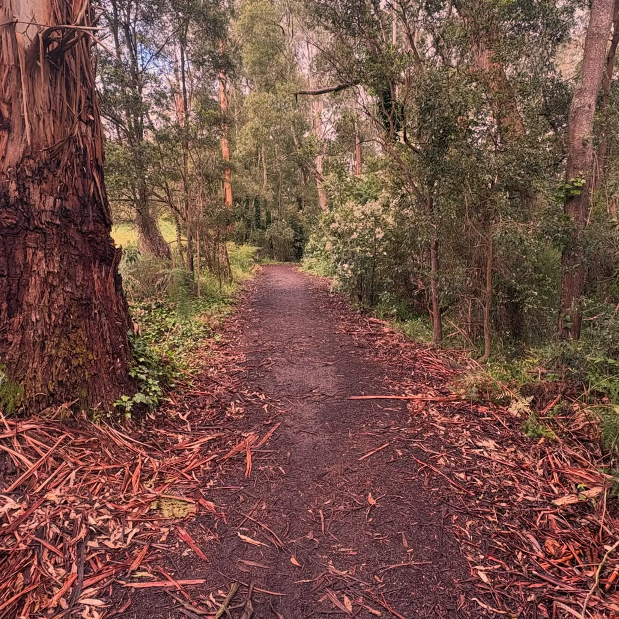 native bushland walking trail