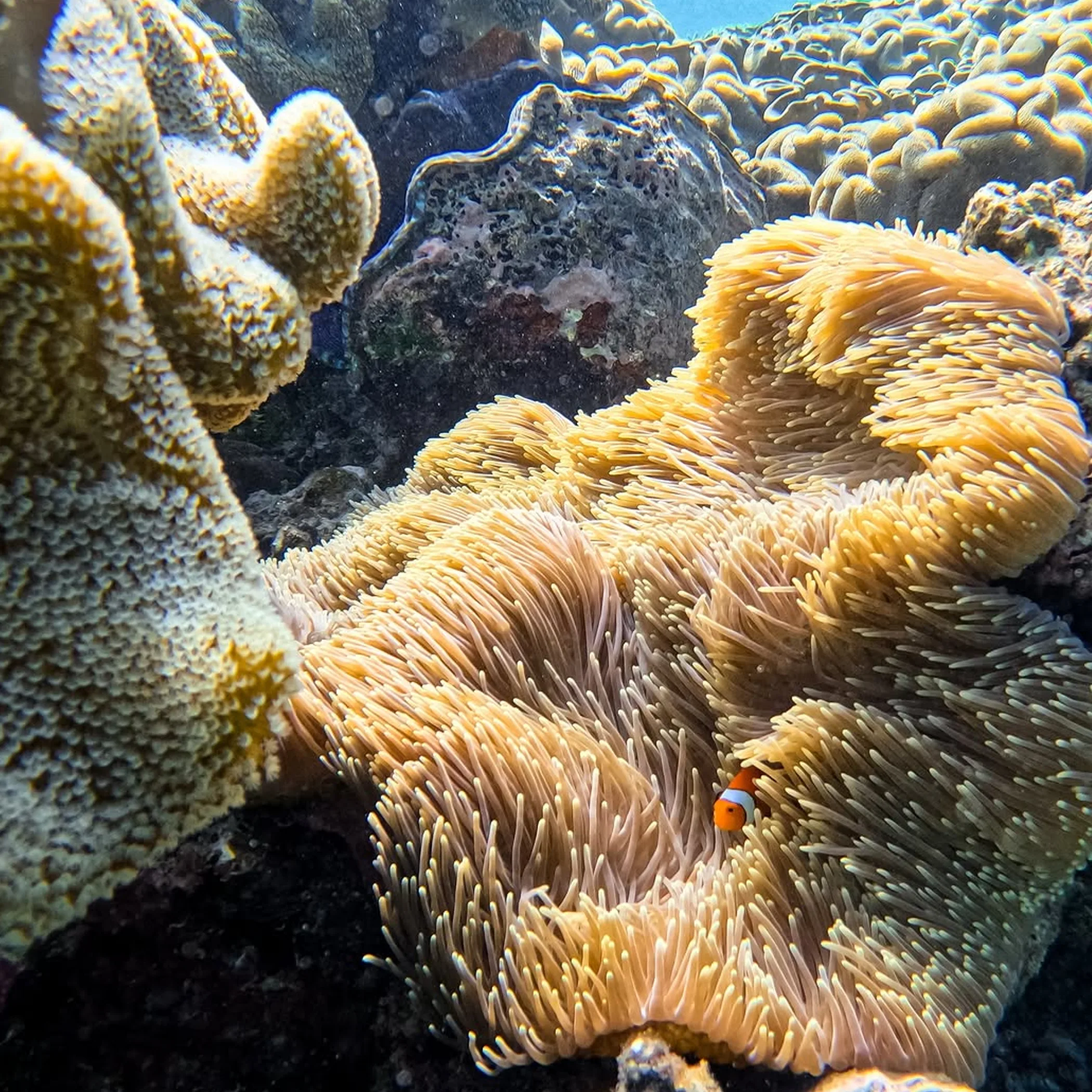 underwater reef photograph