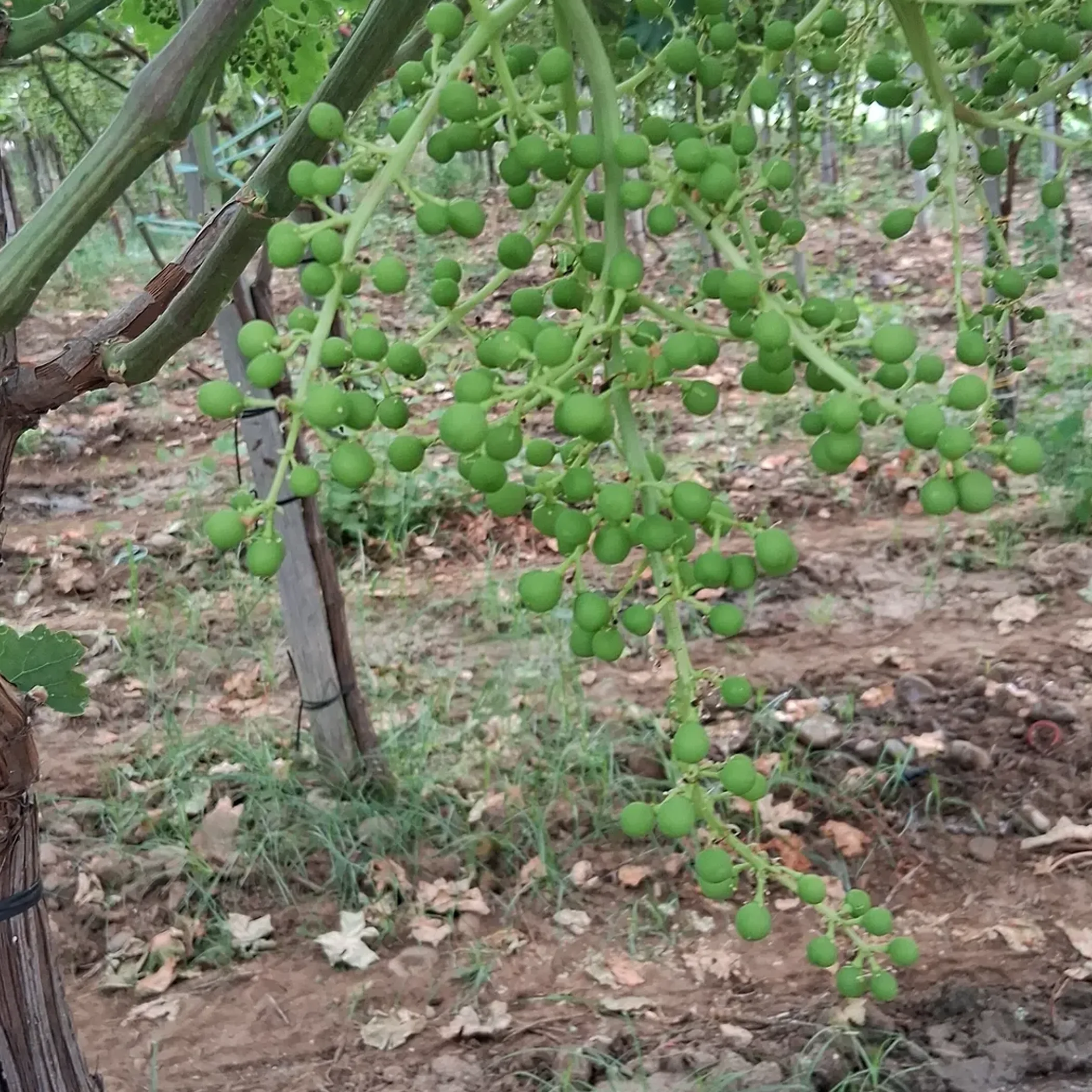 italian grapes in australian vineyard