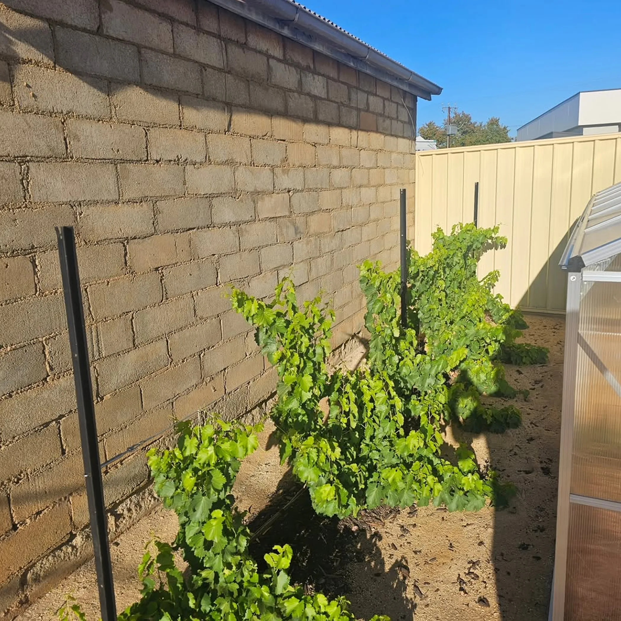 photograph of thriving grapevines