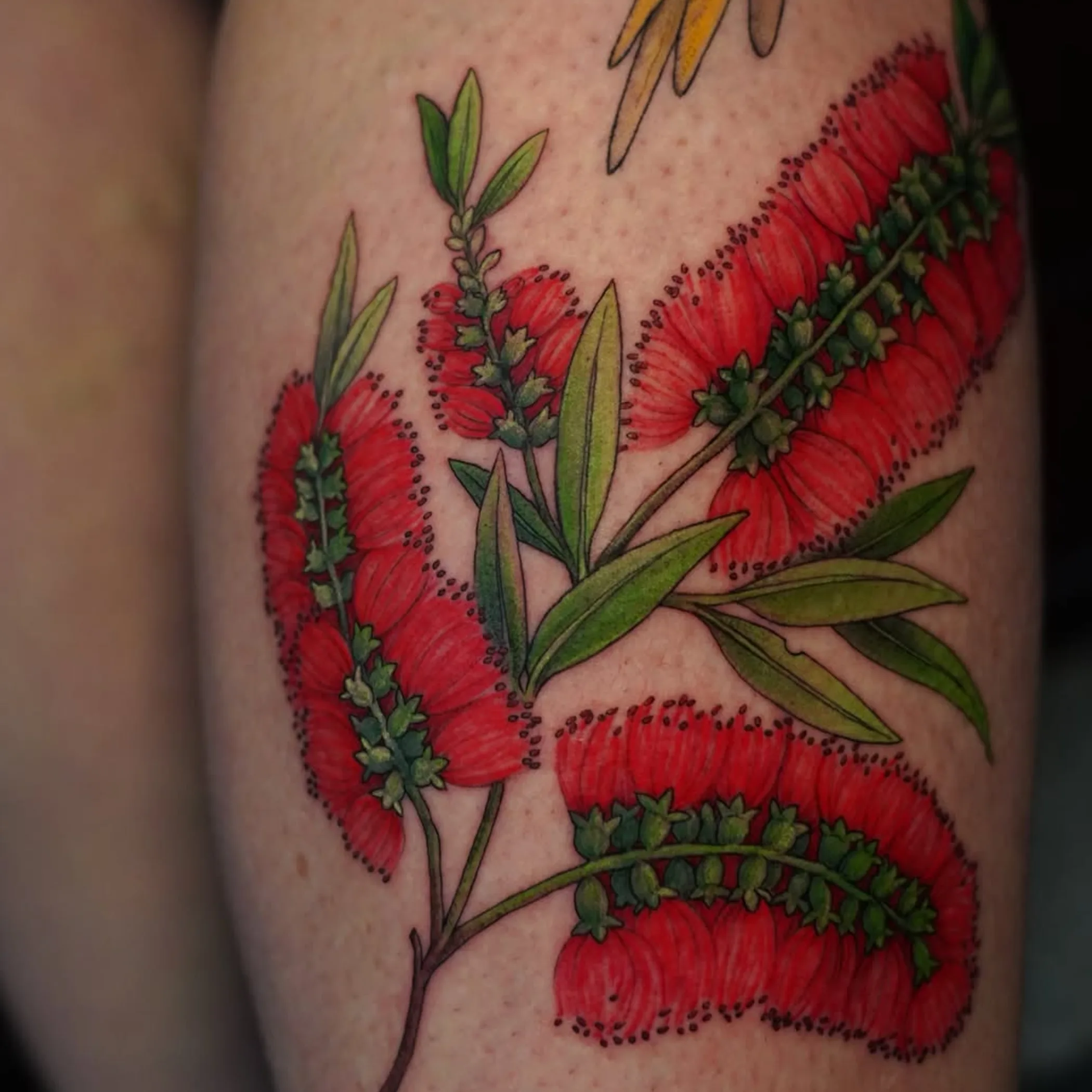 well-lit bottlebrush tattoo photo